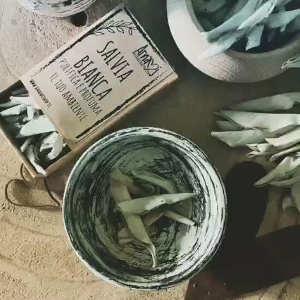 Salvia Bianca